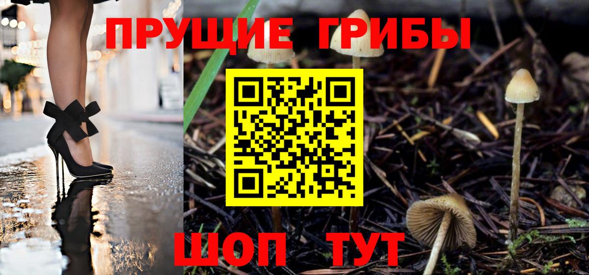 Галлюциногенные грибы Psilocybe Махачкала